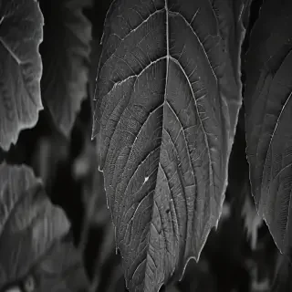 leaf images black and white
