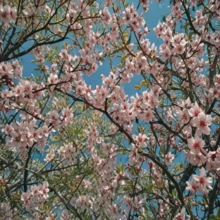 spring iphone