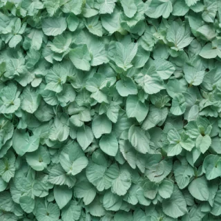 mint background