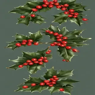 png holly