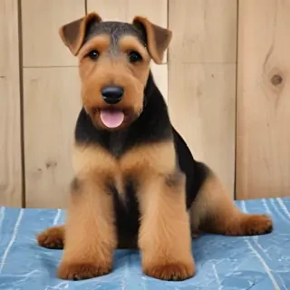 airedale terrier