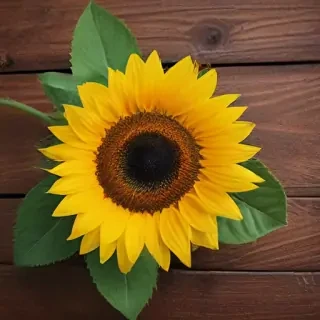 lock screen sunflower wallpaper