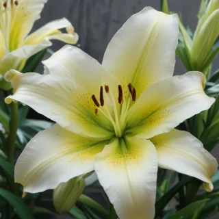 lily flower