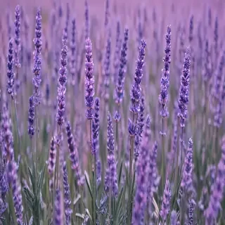 aesthetic lavender wallpaper