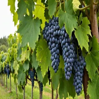 grape tree