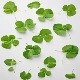 green on white background