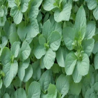 mint green bg