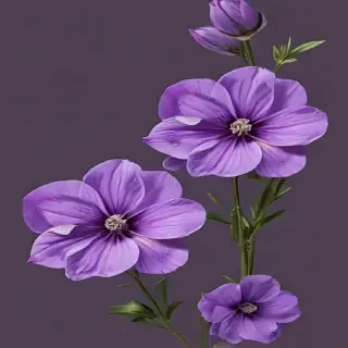 purple flowers png
