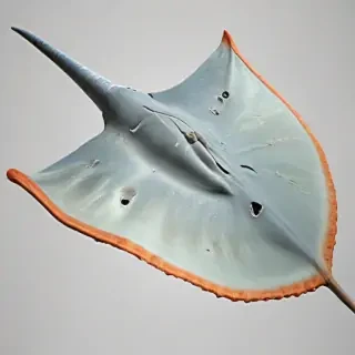 stingray png