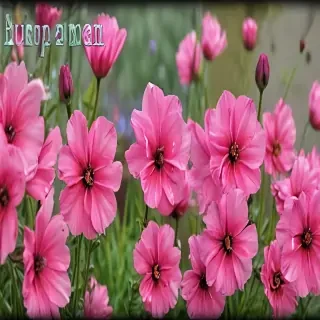 hello june images