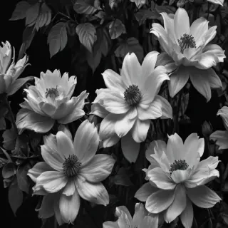 black and white wallpaper iphone