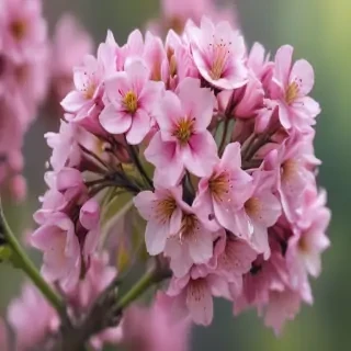 spring iphone wallpaper