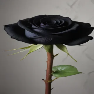 black rose photo