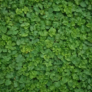 leaf background green