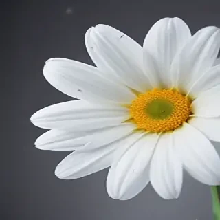 iphone white flower wallpaper