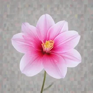 transparent flower background