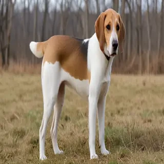 american lab foxhound