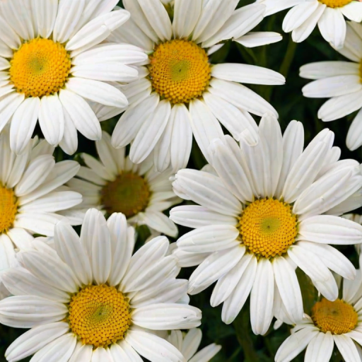 daisy flower wallpaper