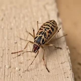 locust bug