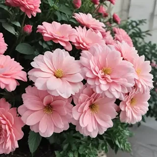 flowers aesthetic