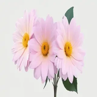 aesthetic flowers transparent