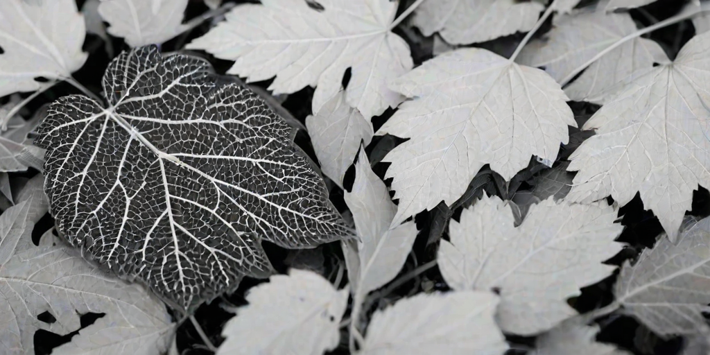 leaf white and black