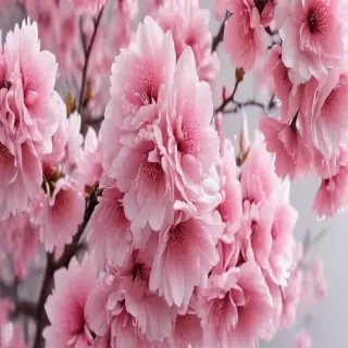 really pretty wallpapers