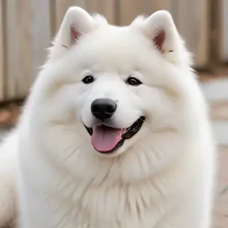 samoyed dog breed