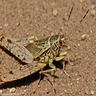 locust bug