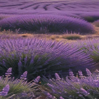 aesthetic lavender wallpaper