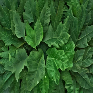 green leaf design