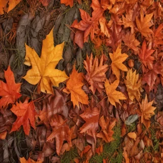 autumn background iphone