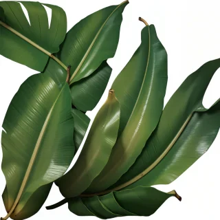 banana leaf png