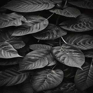 leaves black and white