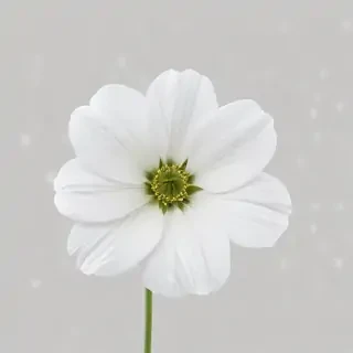 white flower transparent background