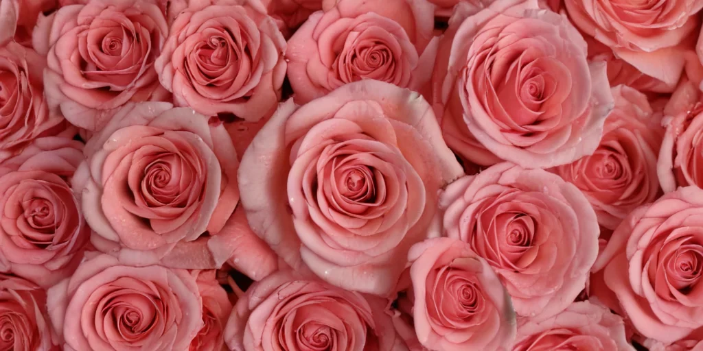 rose background