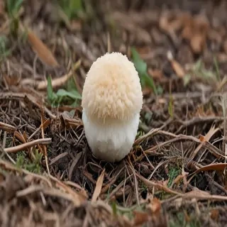 puffball mushroom