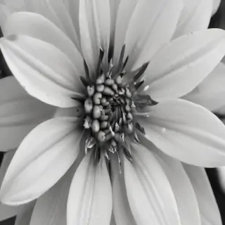 flower images black and white