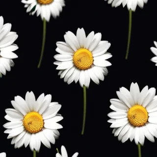 daisy iphone wallpaper