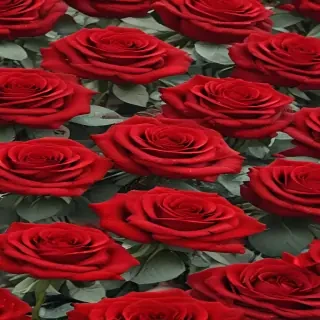 red roses aesthetic
