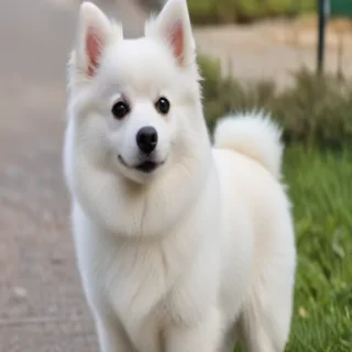 japanese spitz dog breed
