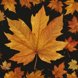 fall leaf png