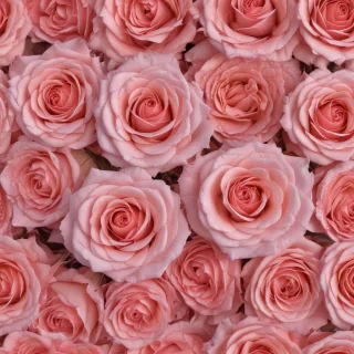aesthetic rose background