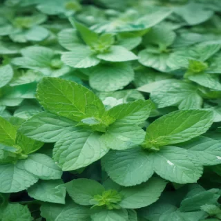 mint background