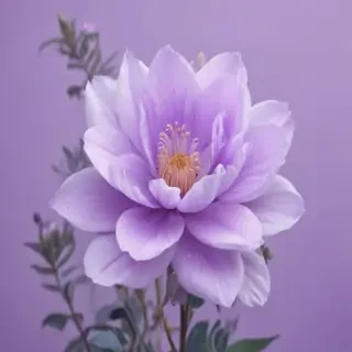 pastel purple wallpaper iphone