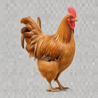 chicken transparent background