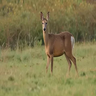 roe deer