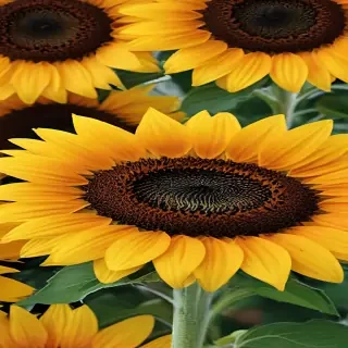 sunflower computer wallpaper