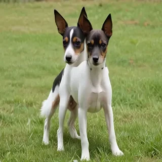 toy fox terrier