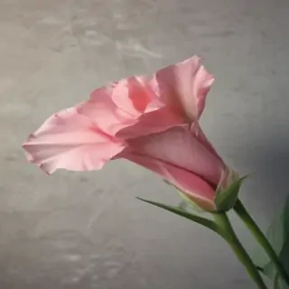 simple wallpaper iphone